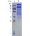 sp-pme101829 itga4 sp1