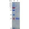 sp-pme101830 cd8a sp1