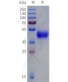 sp-pme101833 oprd1 sp1