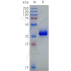 sp-pme101896 or1j4 sp1