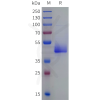 sp-pme101927 cd3d cd3e sp1