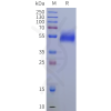 sp-pme101933 crhr1 sp1
