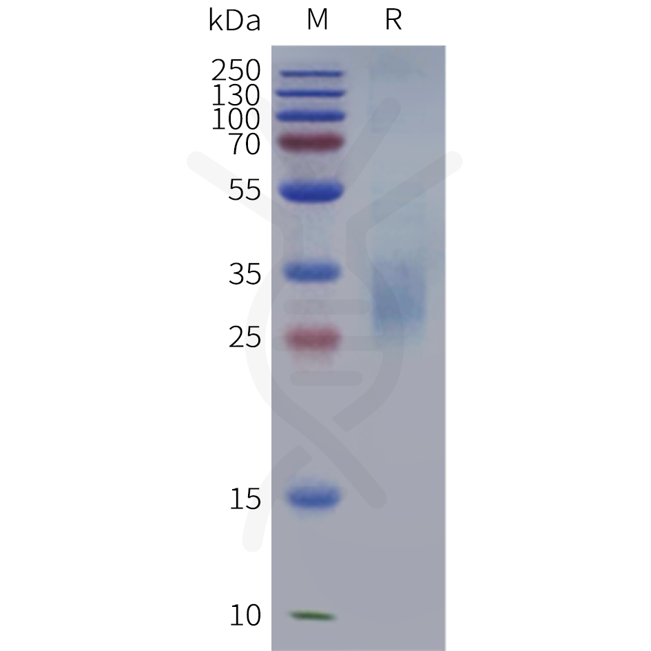 pme101988b-cd300a-sp1.png