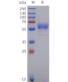 sp-pme102002 cd19 sp1