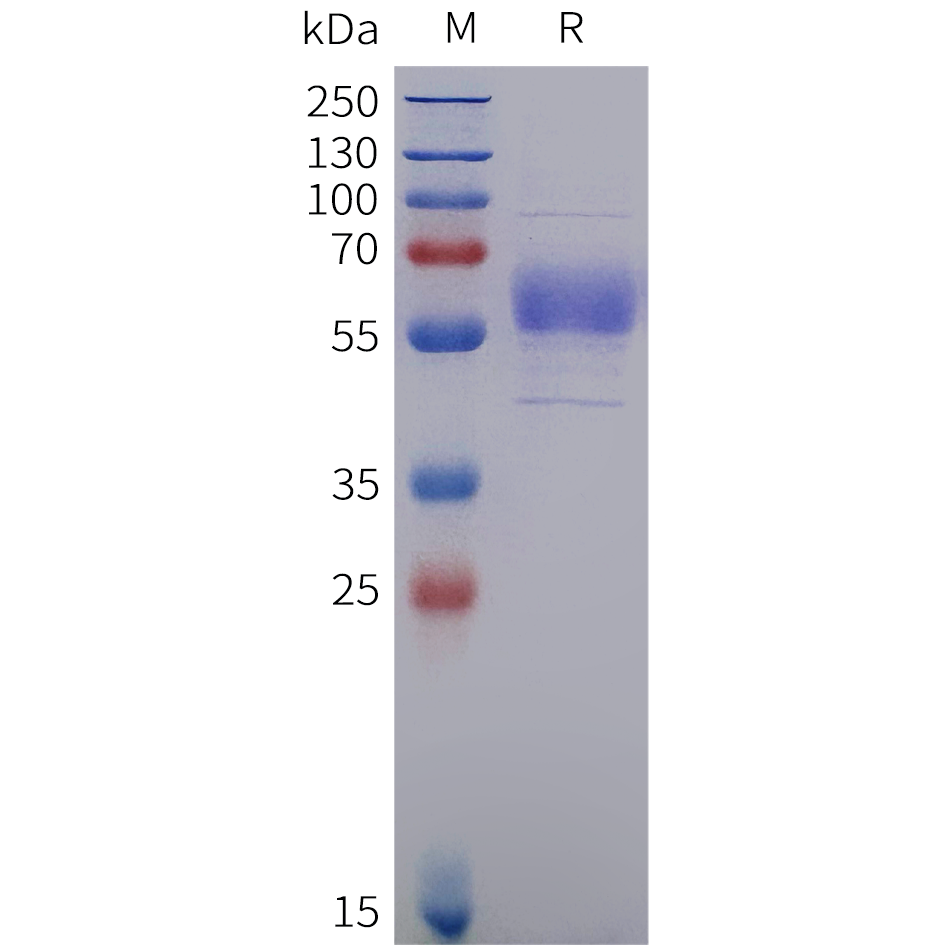 pme102002-cd19-sp1.png