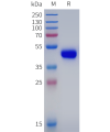 sp-pme102010 igf 1r sp1