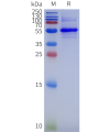 sp-pme102012 fcrl5 sp1