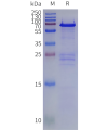 sp-pme102023 gus sp1