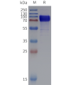 sp-pme102029 st2 sp1