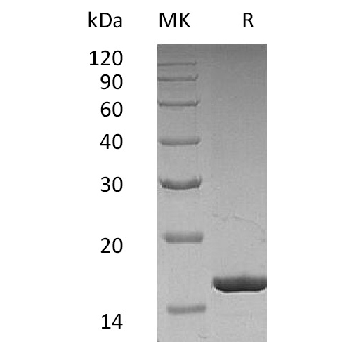 pme30003-g-csf-sp1.jpg