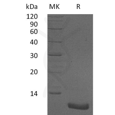 sp-pme30013 cxcl2 sp1