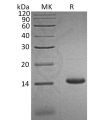 sp-pme30016 ccl3l1 sp1