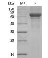 sp-pme30026 vitronectin sp1