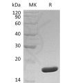 sp-pme30031 mydgf sp1