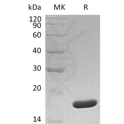 sp-pme30031 mydgf sp1