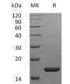sp-pme30033 ifn sp1