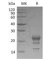 sp-pme30035 ifn sp1