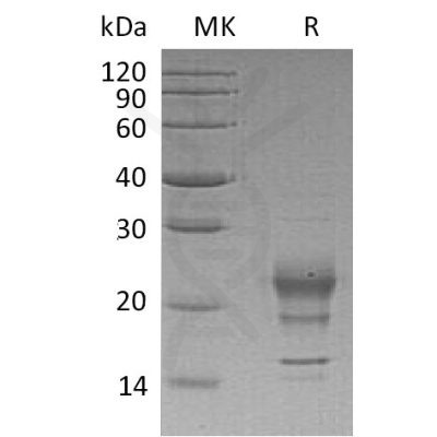 sp-pme30035 ifn sp1