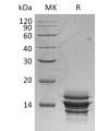 sp-pme30036 cxcl7 sp1