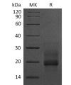 sp-pme30038 prohb egf sp1