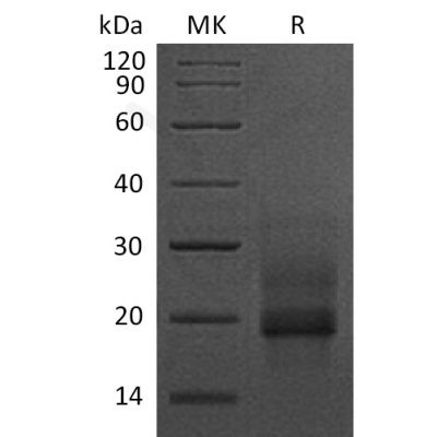 sp-pme30038 prohb egf sp1