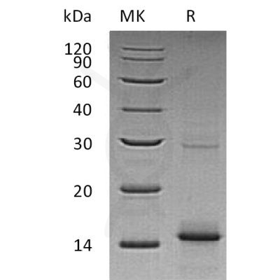sp-pme30039 gdf 5 sp1