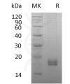 sp-pme30054 ccl24 sp1