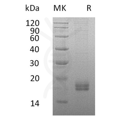 sp-pme30054 ccl24 sp1