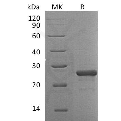 sp-pme30064 fgf 19 sp1