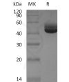 sp-pme30068 il 4 sp1