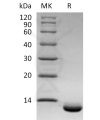 sp-pme30076 cxcl6 sp1
