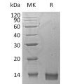 sp-pme30077 cxcl14 sp1
