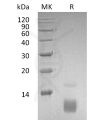 sp-pme30079 ccl5 sp1