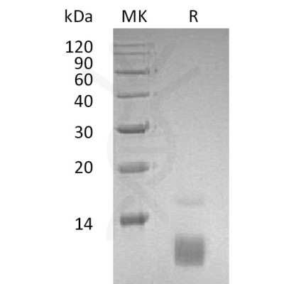 sp-pme30079 ccl5 sp1