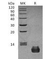 sp-pme30081 ccl27 sp1
