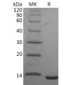 sp-pme30082 ccl23 sp1