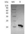 sp-pme30083 ccl28 sp1