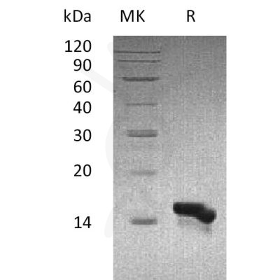 sp-pme30083 ccl28 sp1