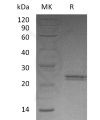 sp-pme30084 cntf sp1