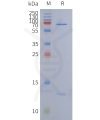 reagents-ame100004 dt3c sp1