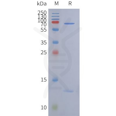 reagents-ame100004 dt3c sp1