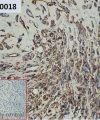ihc-sli100018 mcf 7 ihc1