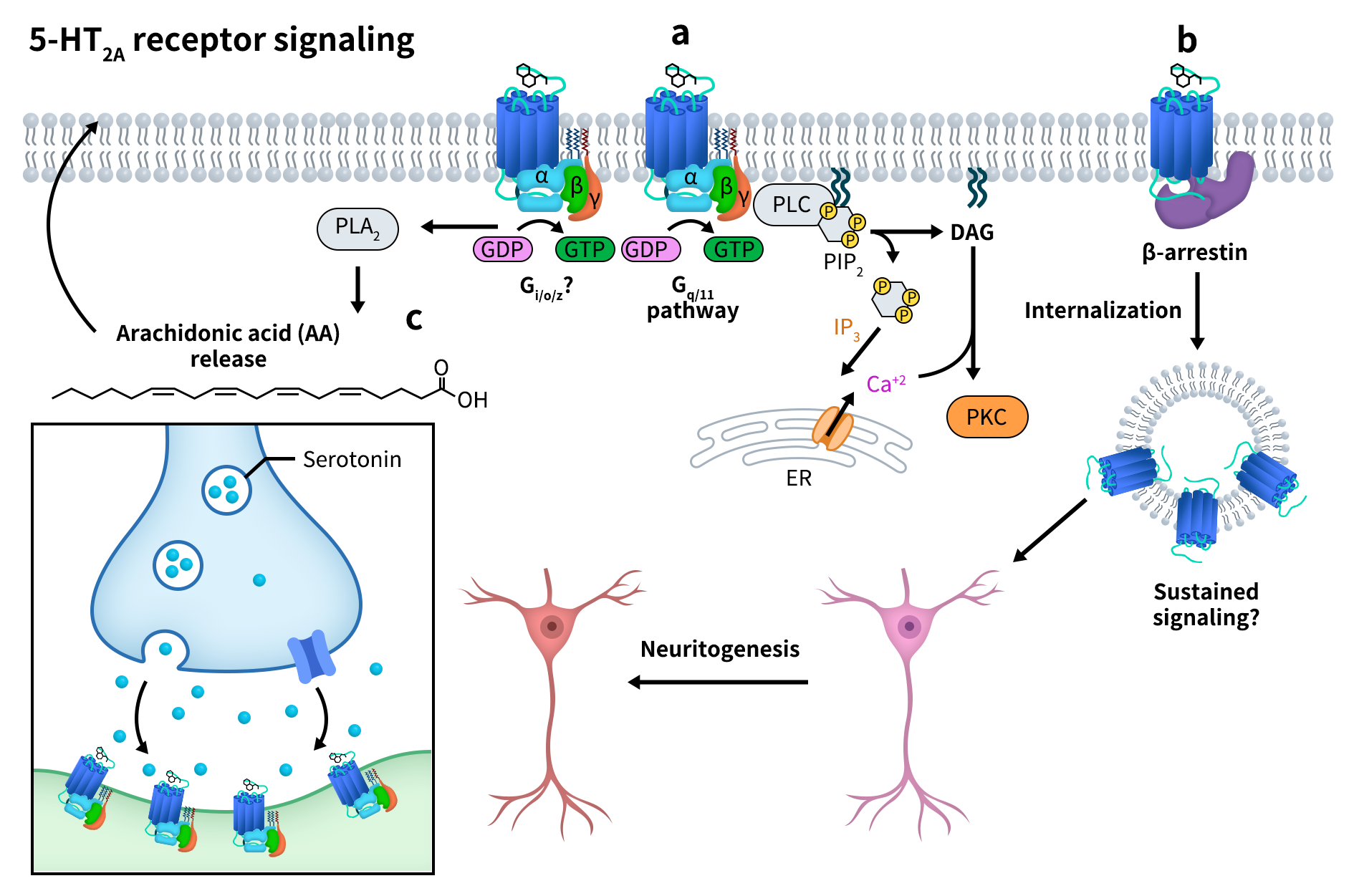 uploads-signaling pathways of 5 HT2A receptor