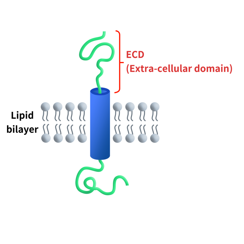 the picture of extra-cellular domain (ECD)