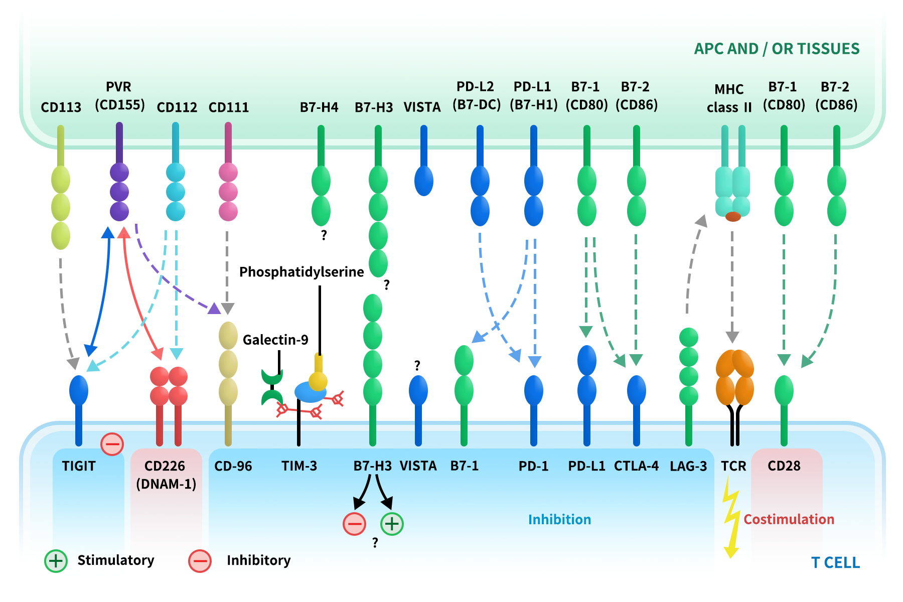 the picture of immune checkpoints and their receptors