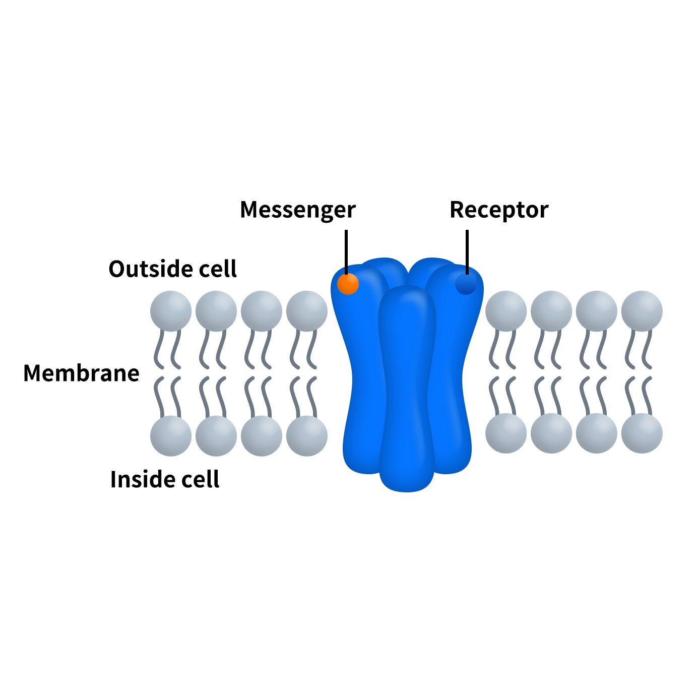 the structure of ion channel-1-1