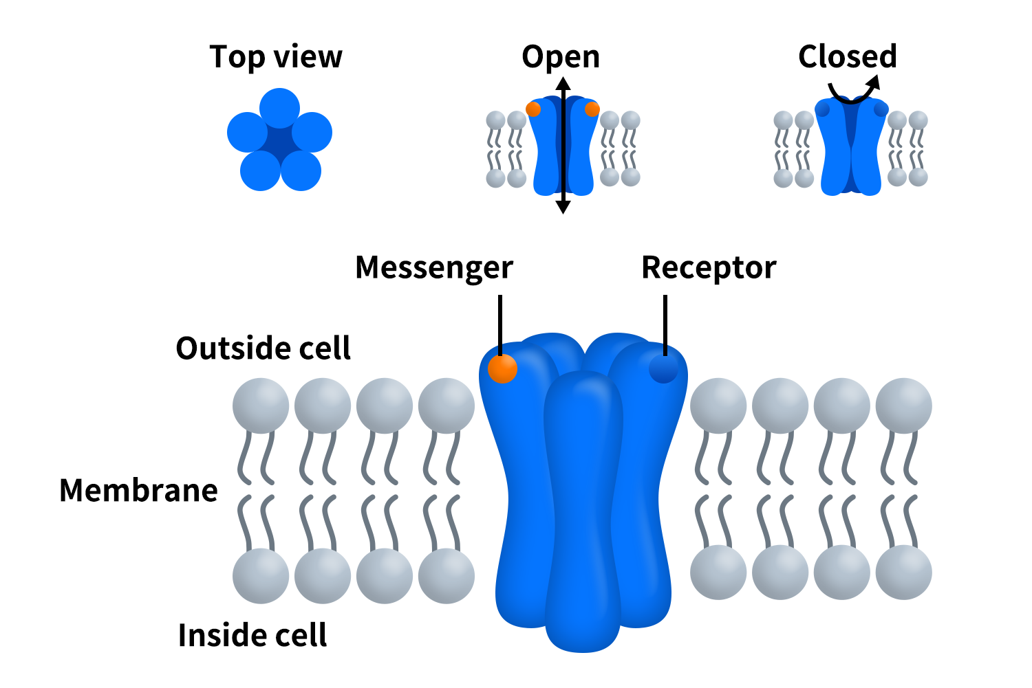 the structure of ion channel
